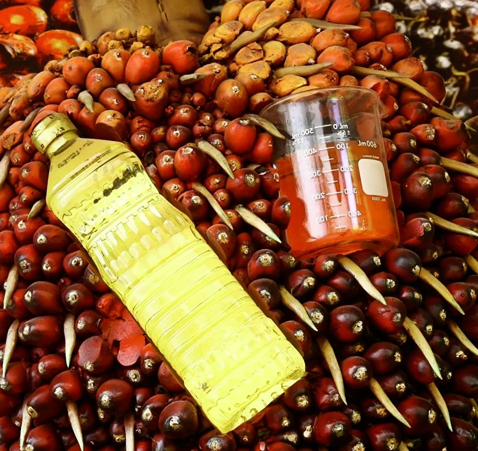 Плод масличной пальмы