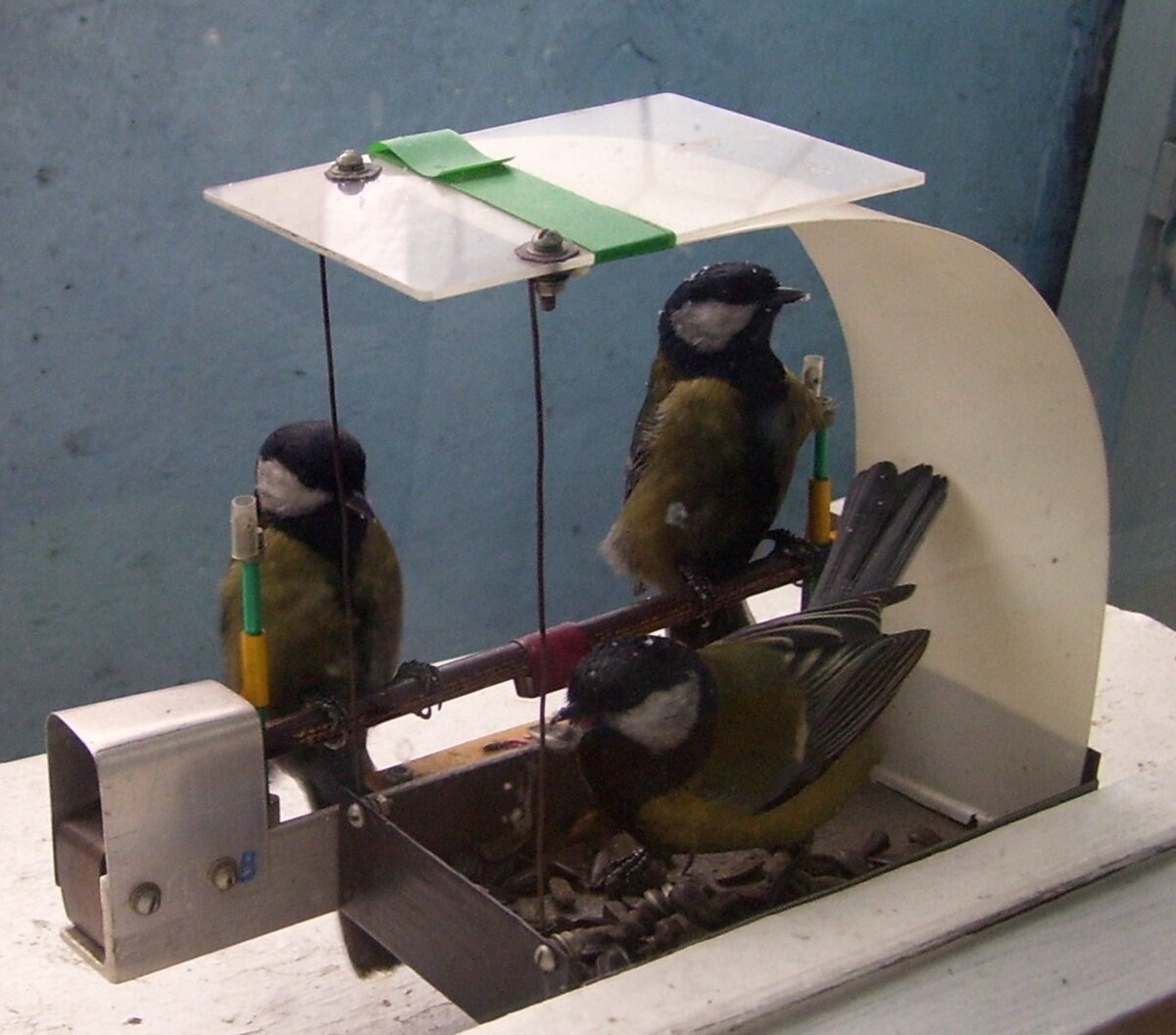 Кормушка изготовленная для синиц пользовалась большой популярностью, так как она имела удобную подпружиненную жёрдочку для посадки и некоторые другие "удобства".  