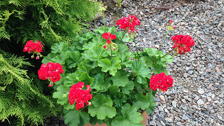 Красный розебуд. Фото автора