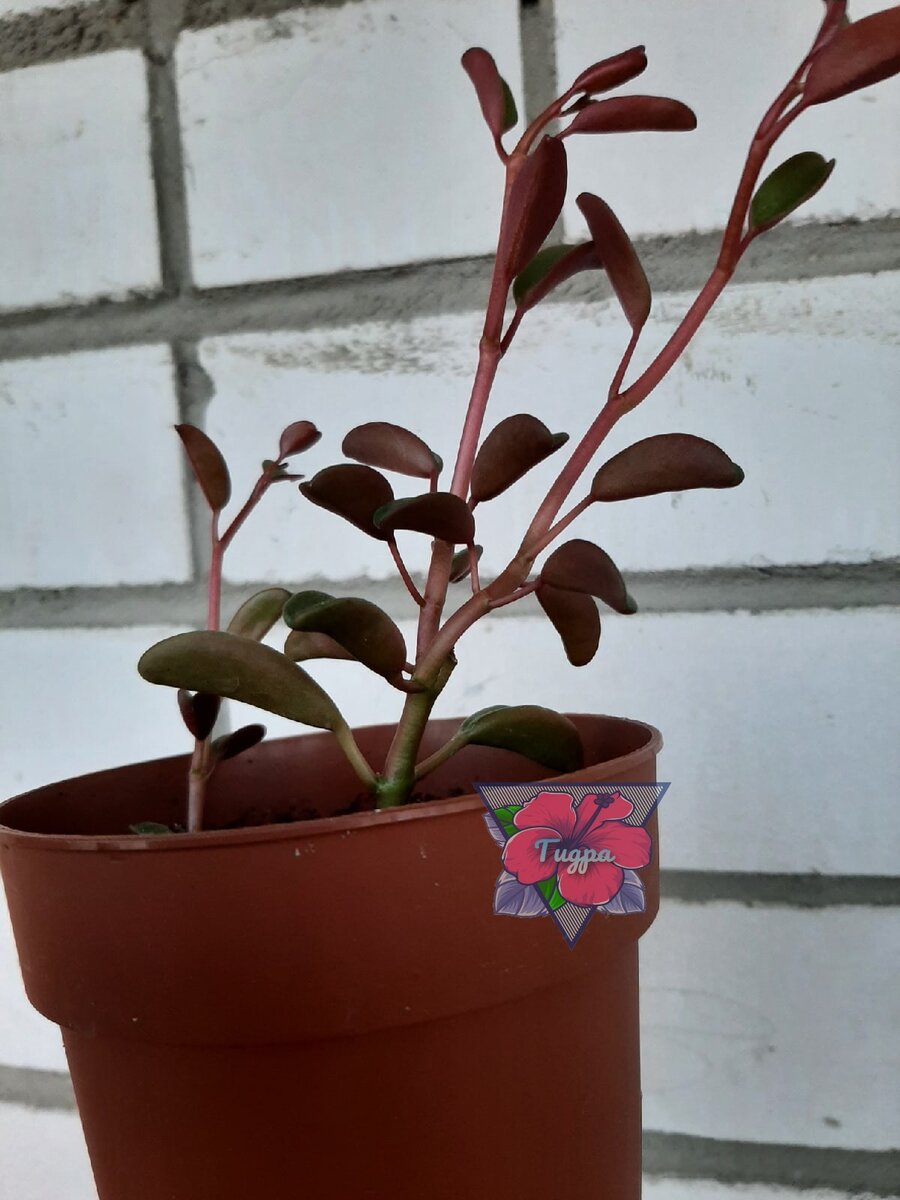 Личное фото