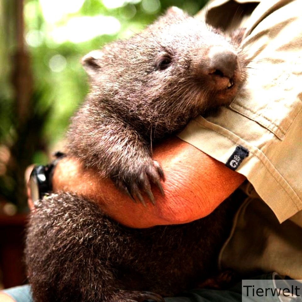 Ооочень большой хомячок https://www.keywordbasket.com/cGV0IGJhYnkgd29tYmF0/