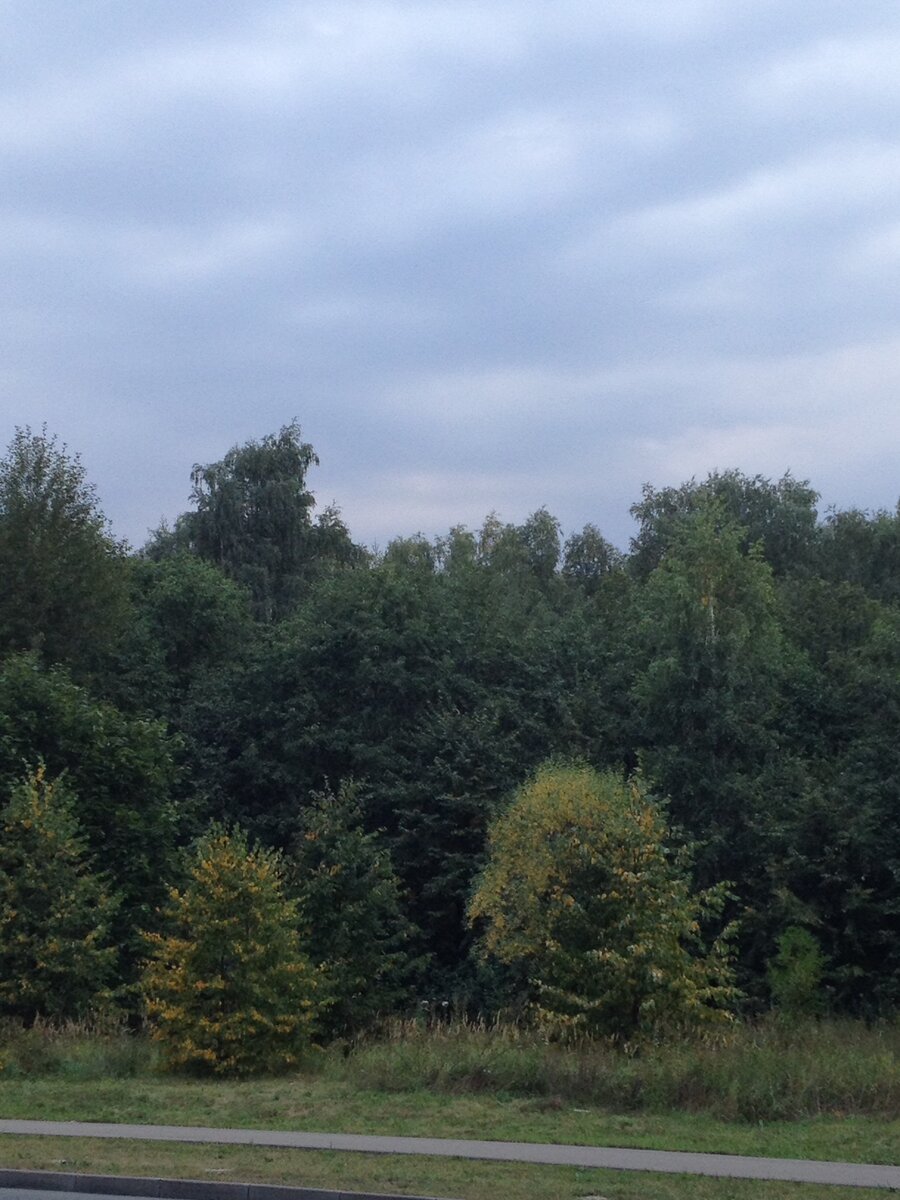 Рублевский лес на рубеже августа и сентября. Фотография сделана моим iPhone