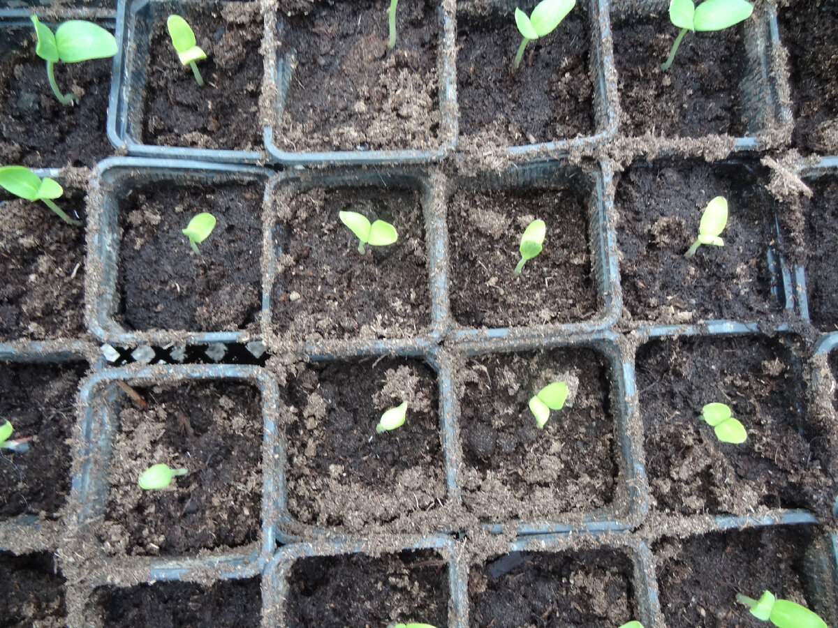 Всходы огурцов.