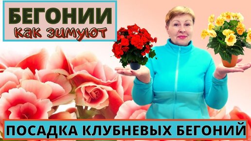 Как зимую БЕГОНИИ Размножение черенками и посадка новых клубней