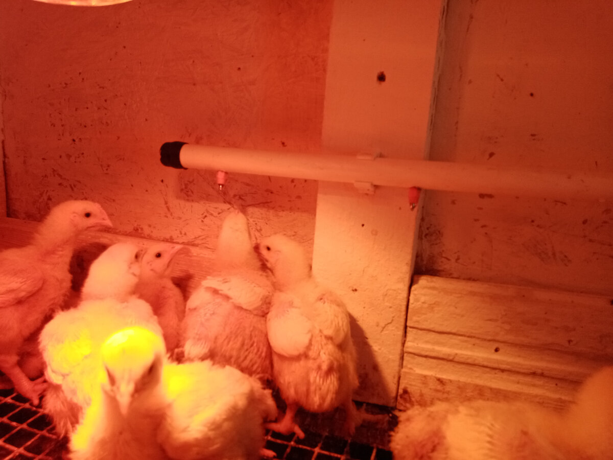 Цыплятам 17 дней