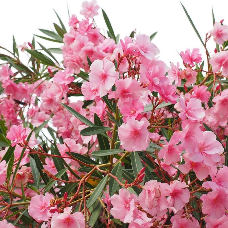 Олеандр. Материал взят из свободного источника.