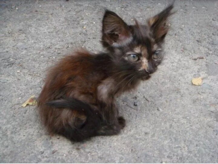 Примерно такое было существо.