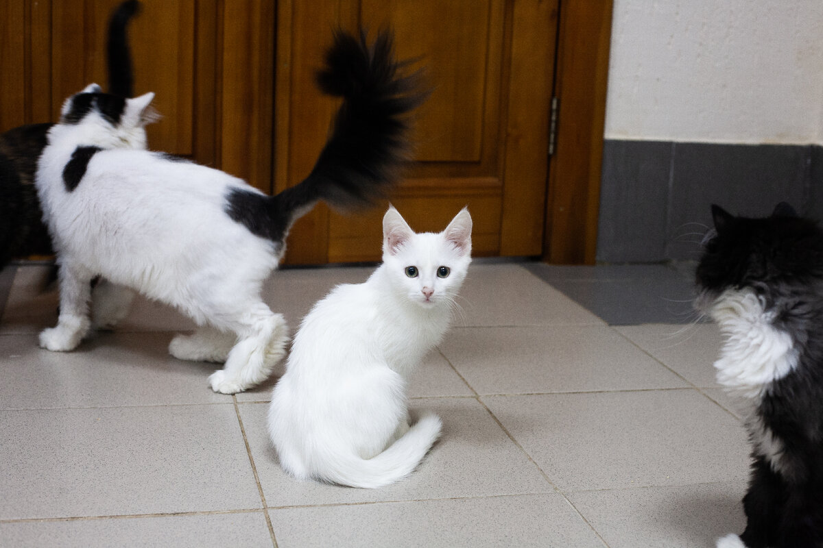 Котики приюта "Тотошка"