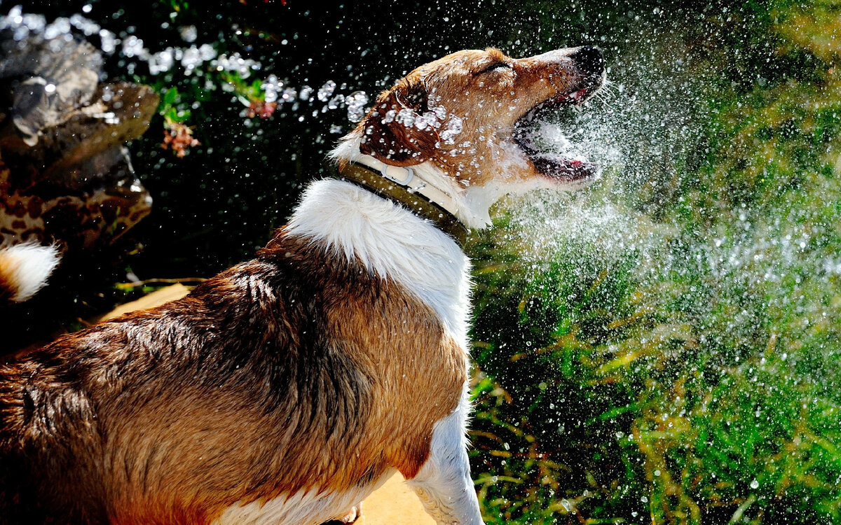 из интернета