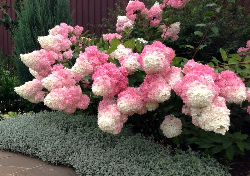 Гортензия метельчатая Vanille Fraise