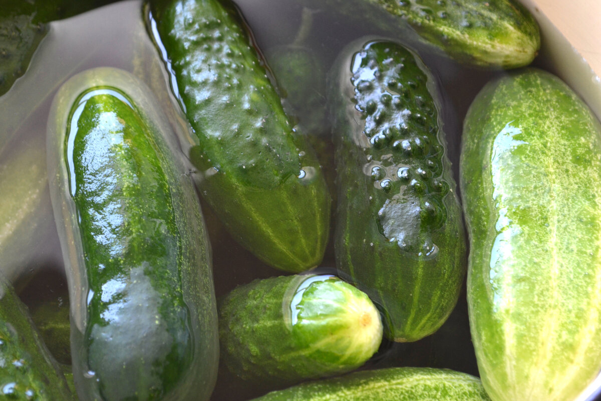 Огурцы нужно предварительно вымочить