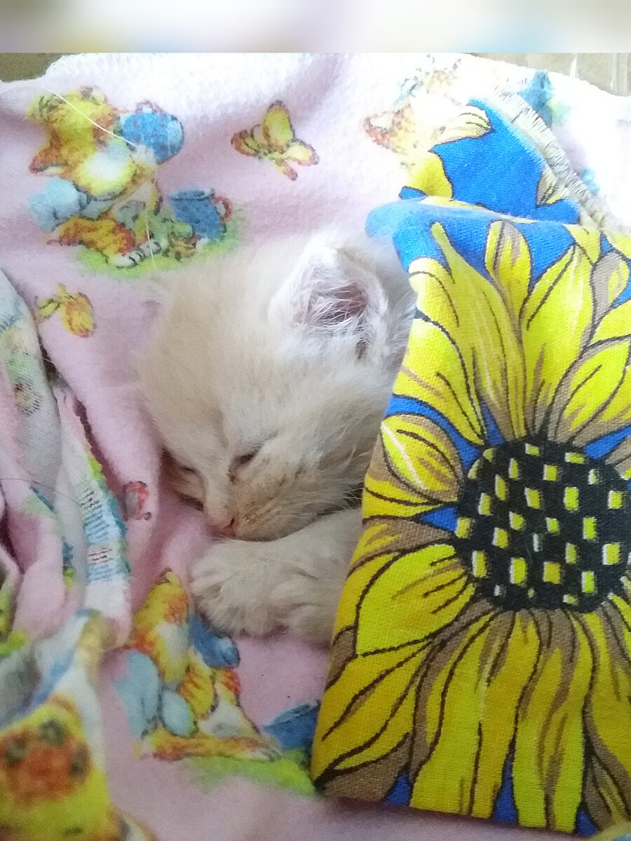 Персик спит.