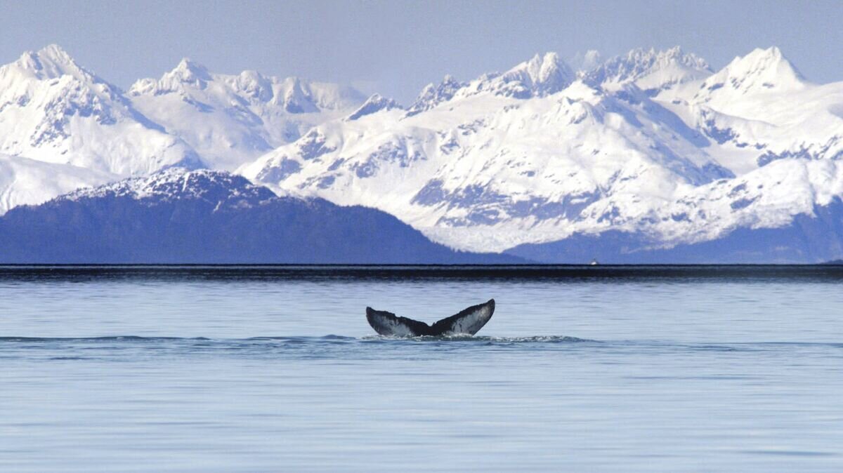    Хвост горбатого кита, Аляска© AP Photo / National Park Service