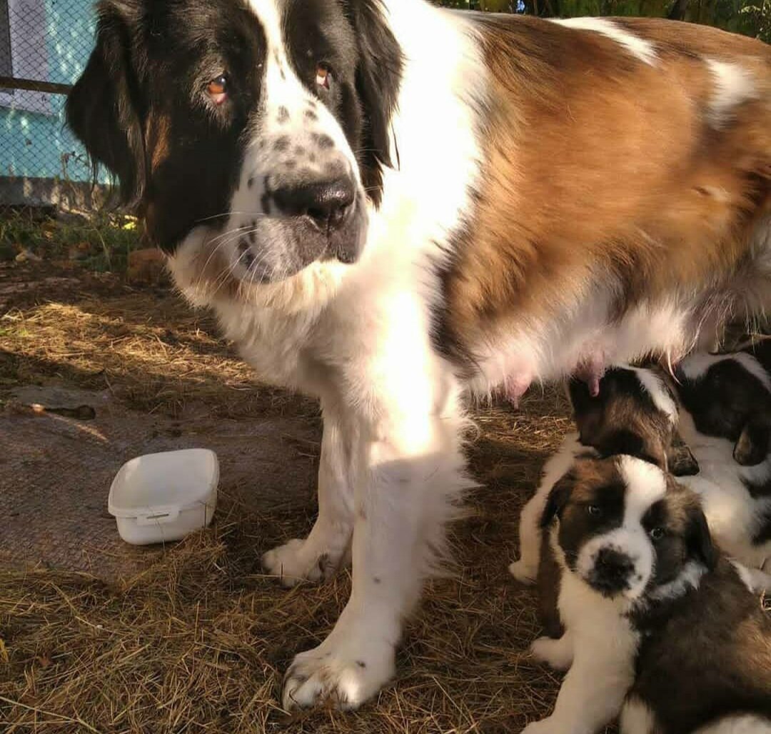 Собака и щенки породы московская сторожевая