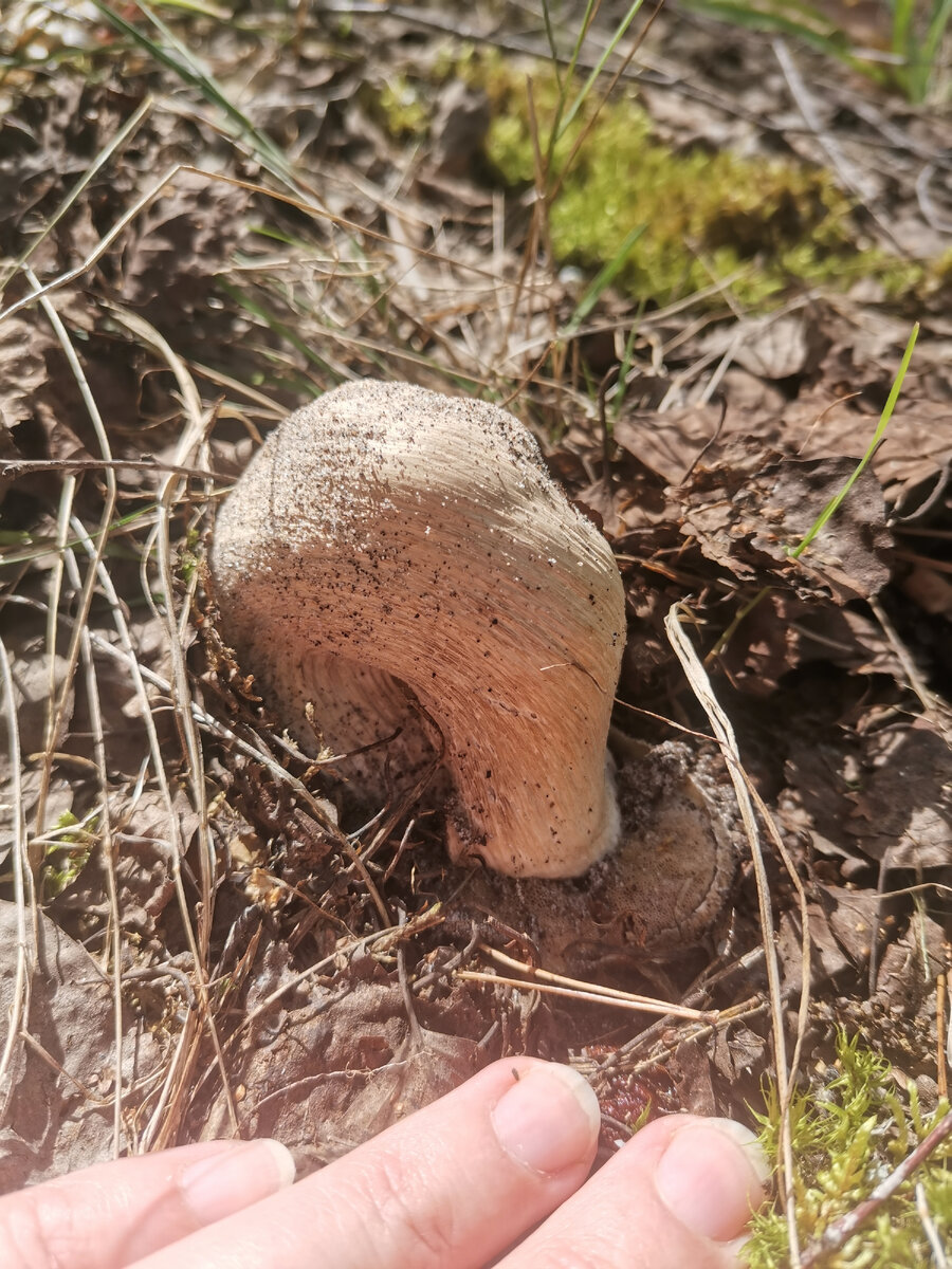 Этот гриб точно не зависит от мнения других, растёт как нравится😅