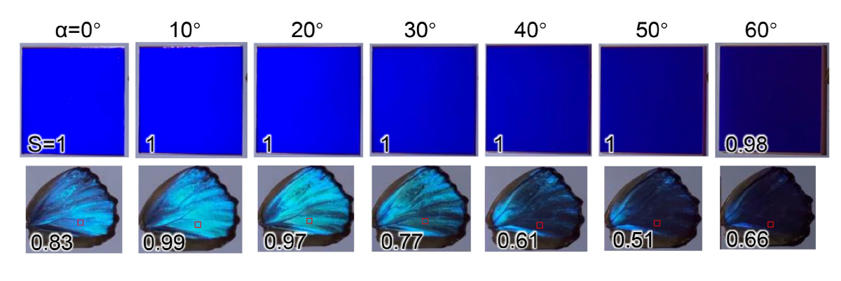     Цвет образца и крыла бабочки M. menelaus, освещаемые под разными углами Wanlin Wang et al. / Optica, 2023