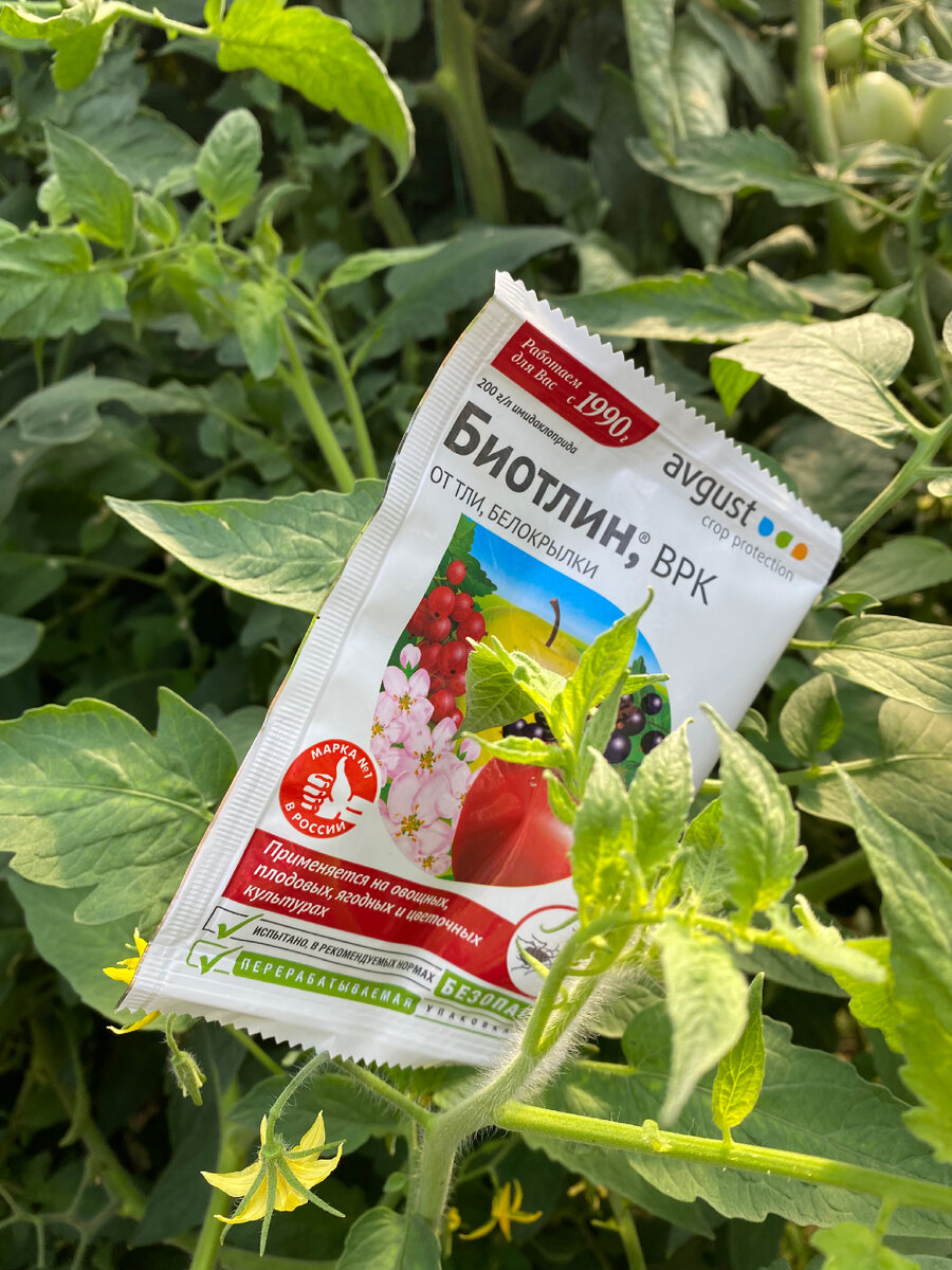 У нас ещё пасынки цветут 😁 