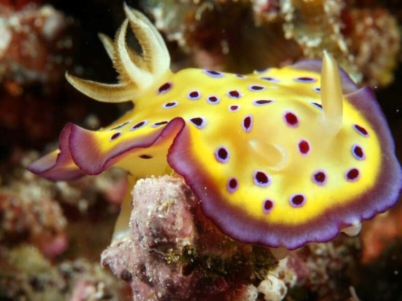 Chromodoris Alius. Фото с сайта https://www.reddit.com/