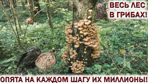 💥ОСЕННИЕ ОПЯТА на КАЖДОМ ШАГУ их МИЛЛИОНЫ!!!👉Весь ЛЕС в ГРИБАХ!!!🌳🍄🌲Грибы в Подмосковье 2023