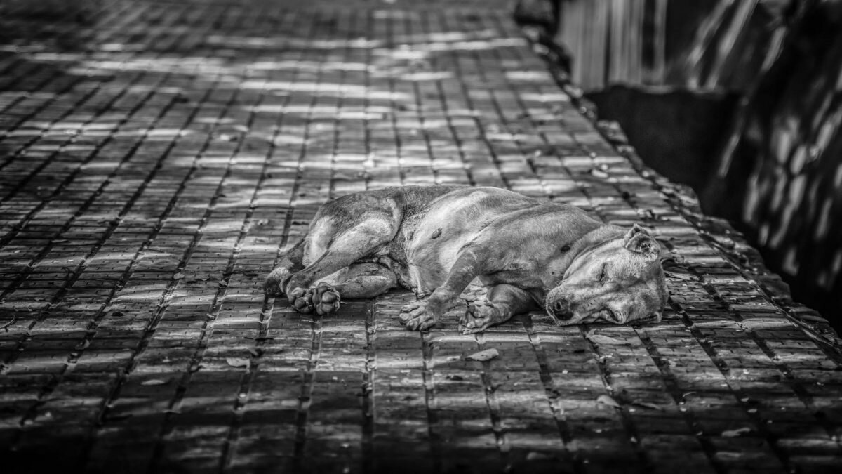    Фото: Unsplash Август Макаров