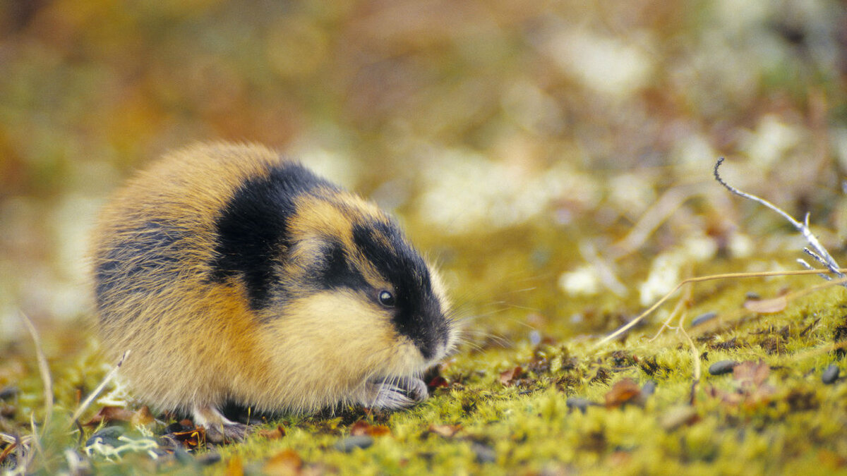 Ле́мминги — группа из нескольких близкородственных родов подсемейства полёвковых (Arvicolinae) семейства хомяков (Cricetidae) отряда грызунов. К леммингам близки пеструшки.