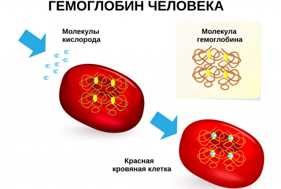 Низкий гемоглобин: симптомы, причины и способы его повысить