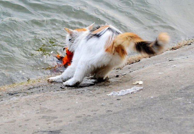 Догони кота. Кот с рыбой. Кот ловит рыбу. Кот поймал золотую рыбку. Турецкий Ван плавает.