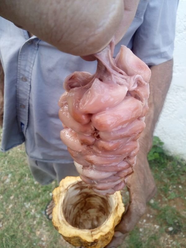 Напоминает сардельки в натуральной упаковке, до того, как из приготовят.