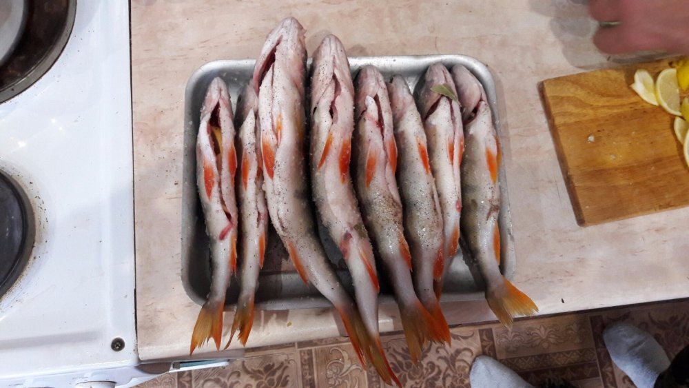 Фото отсюда: https://www.fishingsib.ru/gallery/view/108031/