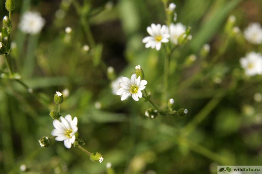 Ясколка обыкновенная или ясколка костенцовая (Cerastium fontanum). Фото: Андрей Помидорров. Снято в Краснодаре.