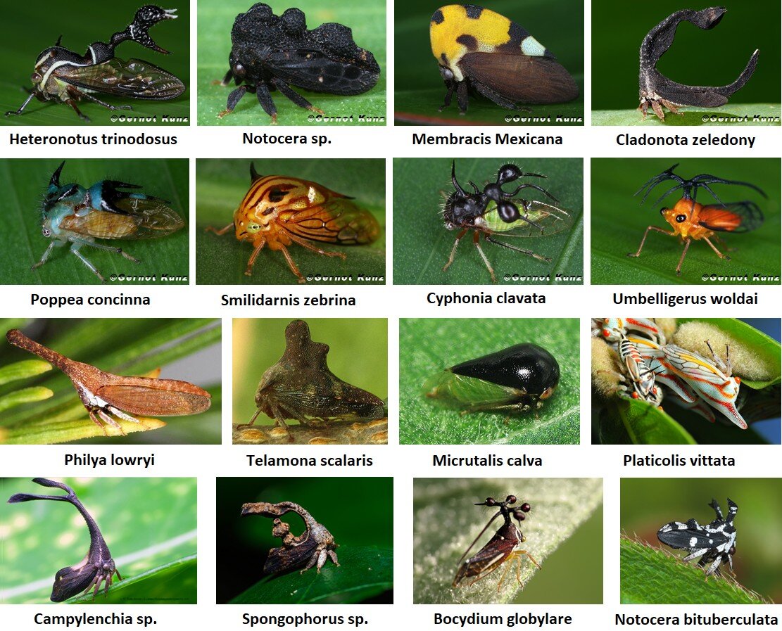 Чтобы поверить в инопланетян, достаточно взять увеличительное стекло