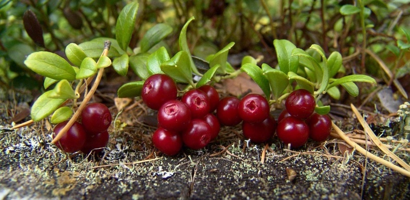 Фото: антон-черников.рф