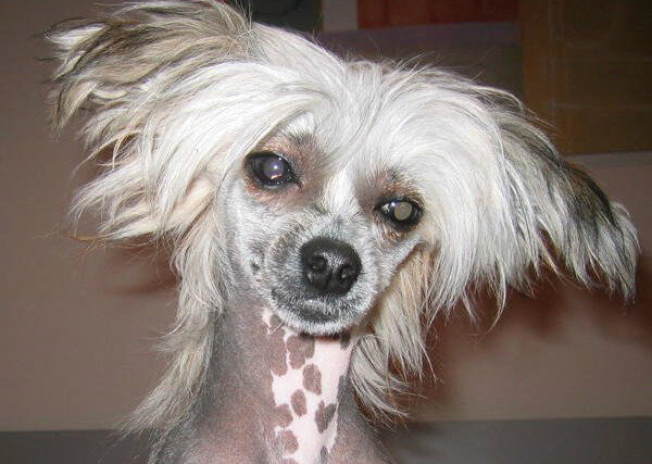 Китайская хохлатая собака