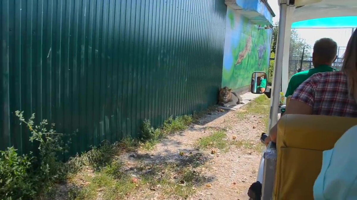 ...туристы приближаются на электромобиле к льву 