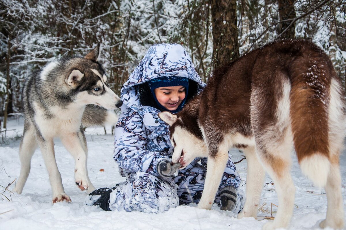 Как гладить собаку. Обязательно научите этому детей! | In Dogs we Trust |  Дзен