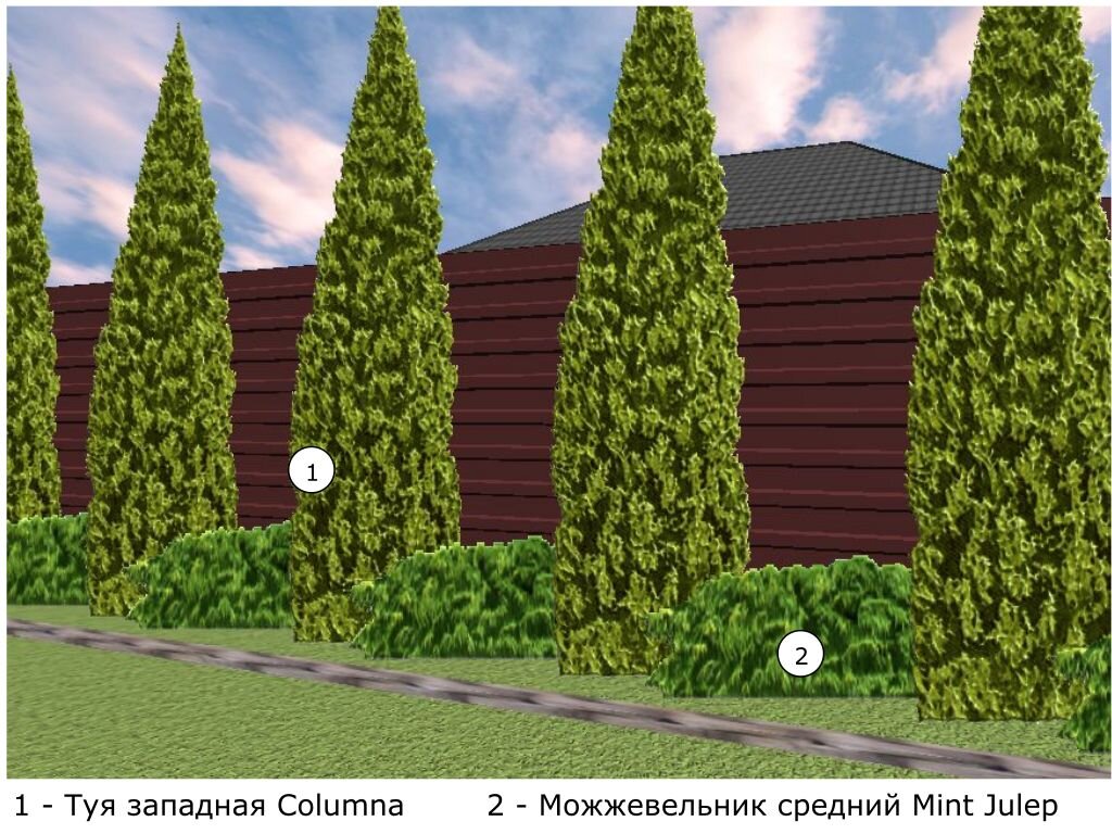 Живая изгородь из туй и можжевельников