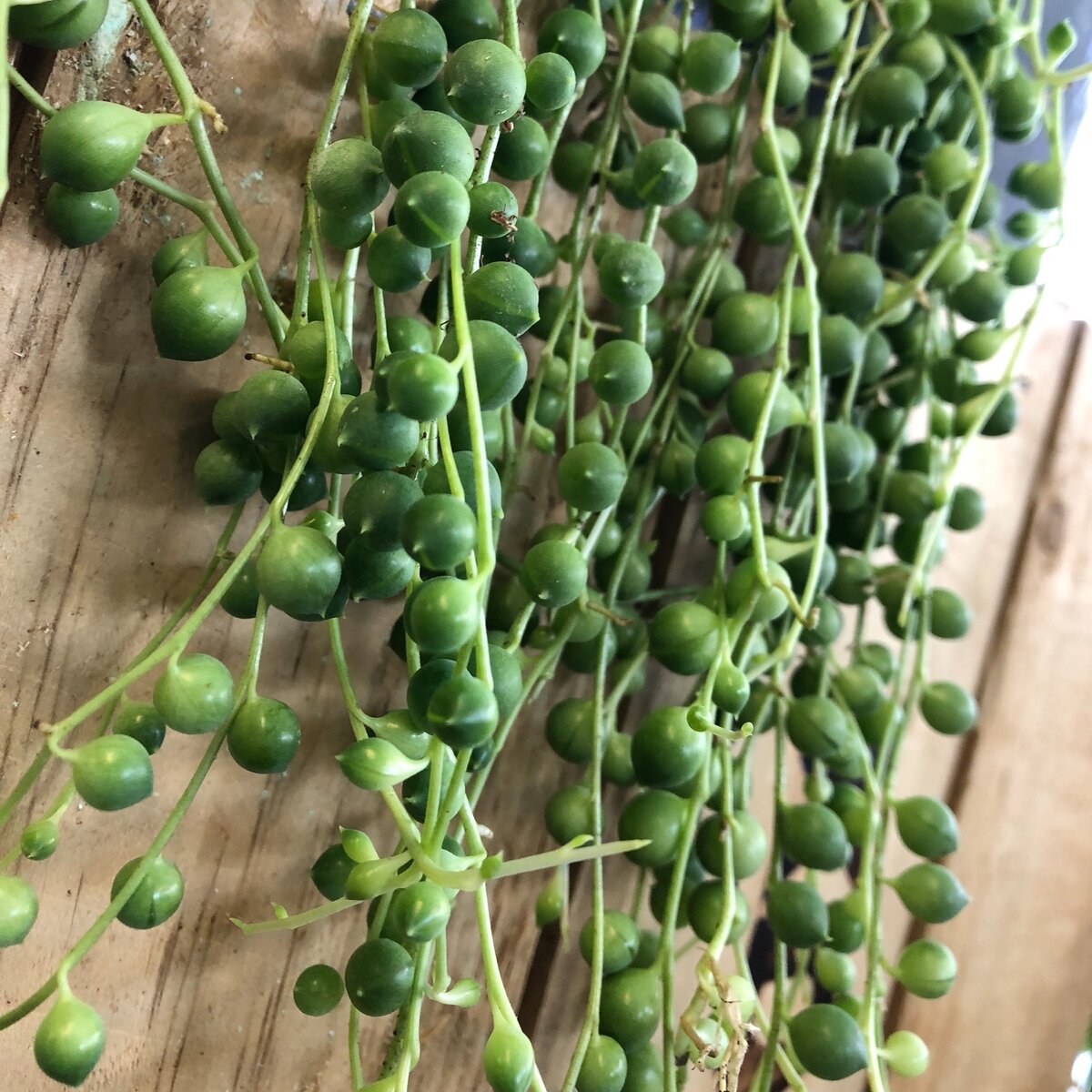 Его изумрудно-зелёные шарики, густо покрывающие побеги, очень похожи на горошины, а может, и жемчужины. Причем их сотни, а то и тысячи! Даже совсем юное растение смотрится на редкость оригинально. Что уж говорить об экземплярах постарше?!