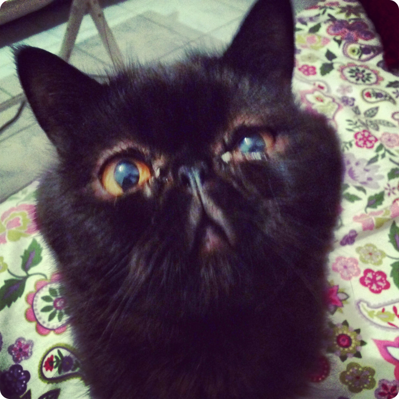 Само очарование. Тьфу.