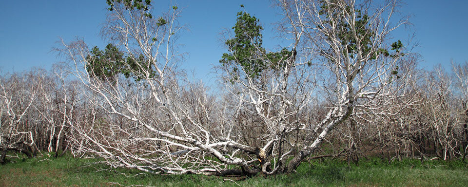 На границе Саратовской и Волгоградской области находится одна из самых известных аномальных зон в России. Чертово логово стараются обходить другой дорогой. Местное население опасается этого места. Там происходят необъяснимые странности.Все началось в начале 20 века. Уставший пастух решил передохнуть немного. К сожалению он не знал, что выбрал самое неподходящее место для отдыха. Дело было рядом с медведецкой горой. Позднее пастуха нашли полностью сгоревшим. Вся странность была в том, что внутренние органы, а так же нательное белье пострадало гораздо сильнее, чем верхняя одежда и кожа. Создавалось впечатление, что человек сгорел изнутри. Еще одна странность в том, что сено на котором отдыхал пастух, оказалось нетронутым огнем. Причину возгорания так и не установили. Известно так же много случаев связанных с пожарами в чертовом логове.В этом районе так-же пропадали люди но их находили, они были в бреду и не хотели возвращается домой,и их реакция была сильно замедленной.Иногда люди в этом районе пропадают навсегда. Так, в 1993 году для исследования аномальной зоны прибыл уфолог-любитель из Краснодарского края Николай X. Он ушел обследовать зону и больше не вернулся. На месте его предполагаемого местонахождения обнаружили лишь большую вмятину. В 2004 году здесь же бесследно пропал турист из Башкортостана.Что же касается местных жителей, то все в один голос твердят, что это проклятое место. На этой земле ничего не растет, сколько поля не вспахивали, все не получается. Жители рассказывают о пропавших в тех местах людях. Люди исчезали бесследно. Те же немногие, которым удалось вернуться после наступления темноты, очень долго плутали и не могли сориентироваться где они находятся. Когда их находили, они были напуганы и не могли ничего сказать.Чертово логово исследовали специалисты из объединения «Космопоиск» под руководством В. Черноброва. Однажды ночью они сами стали свидетелями бегающих по полю огоньков. А утром на том месте была найдена газета «Известия» за 1938 год. Она была в столь хорошем состоянии, что казалось, будто ее отпечатали лишь вчера. Позднее эксперты изучили бумагу и типографскую краску и пришли к выводу, что газета действительно была выпущена в 1938 году. Рядом с чертовым логовом находится так называемая пьяная роща.