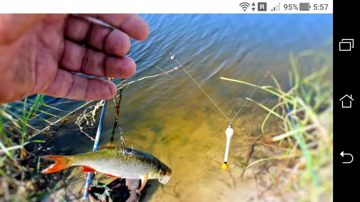 фото поплавок ловим на живого живца щуку