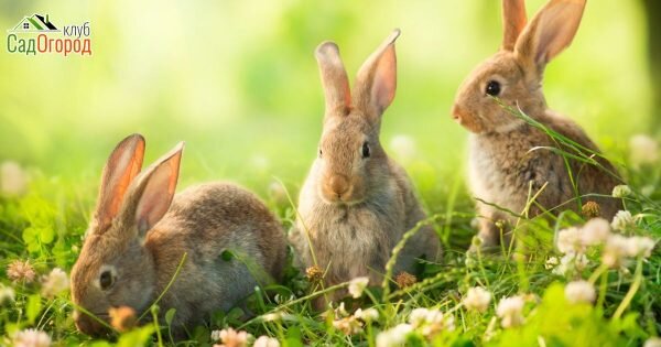 Источник фото: ru.depositphotos.com