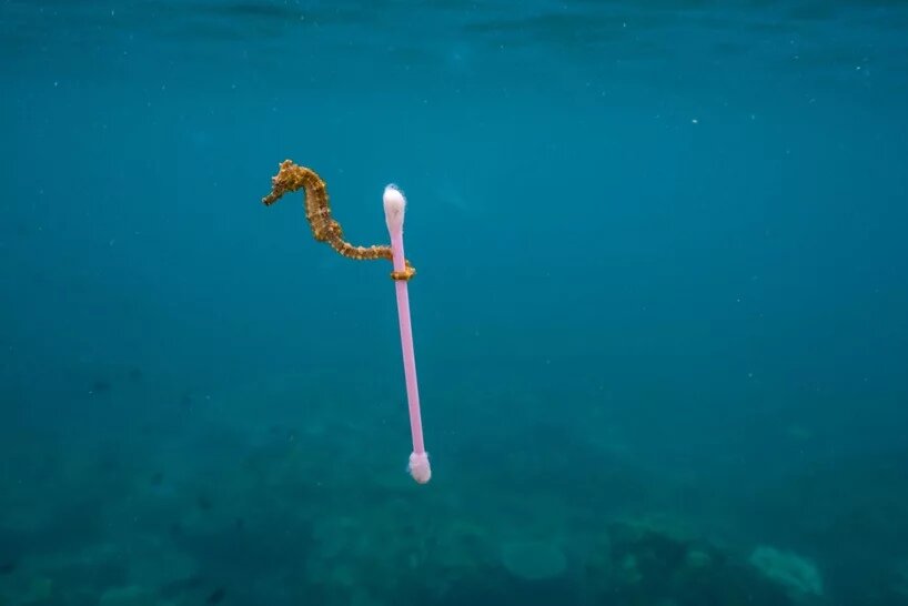 Все еще не верите, что человеческий мусор заполонил весь океан?