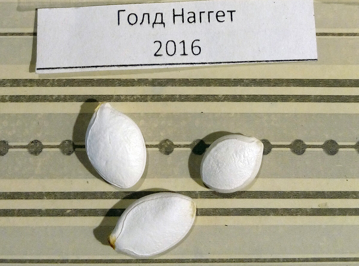 Семена этого сорта так же прибыли ко мне из Бататовых Кущ