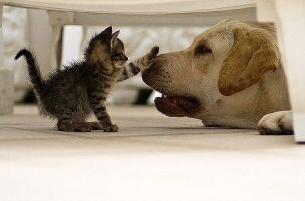 Источник фото https://yandex.ru