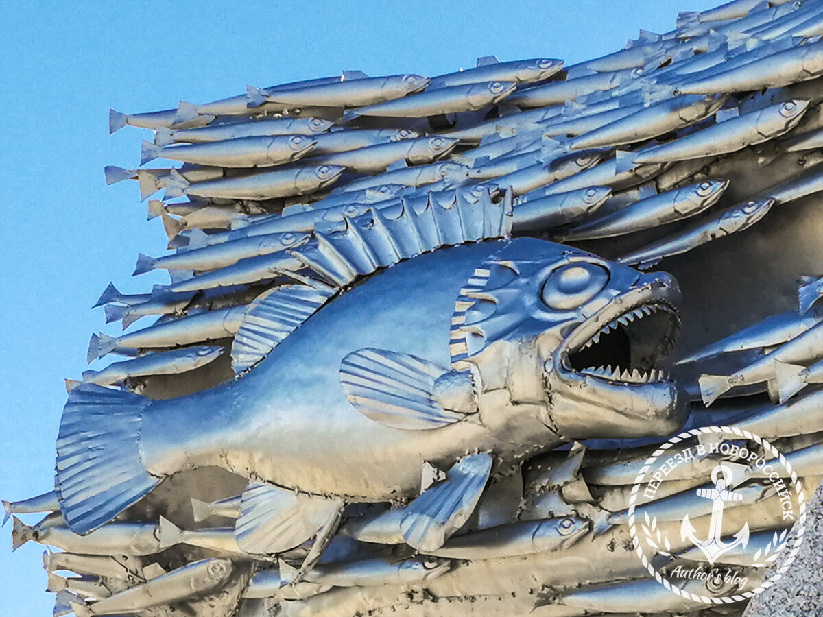 Хищная рыба сгоняет хамсу в стаи