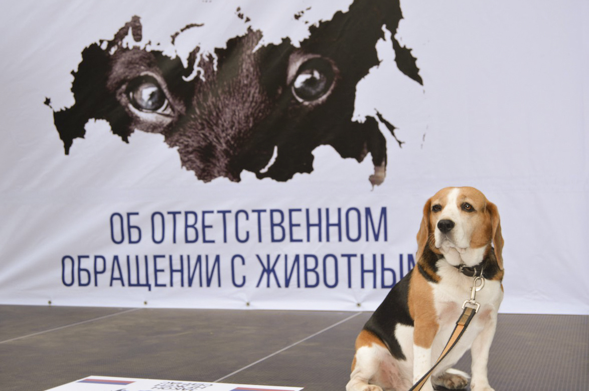 vk.com/alliance4animals