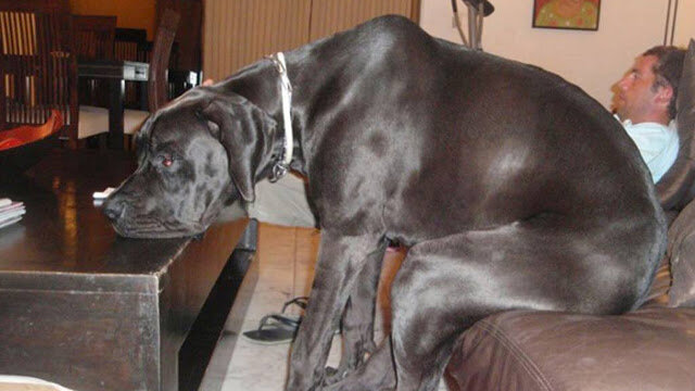 Называть 175-фунтовую собаку, «щенком» может показаться нелогично, то есть до тех пор, пока вы не встретите немецкого дога. Да, эта порода настолько велика, что собака по имени Зевс побила мировой рекорд самой высокой собаки, в стоящей позе расстояние от ее лапы до плеча составляло 44 дюйма. 
По данным Американского клуба питомников, немецкие доги в настоящее время считаются 24-й по популярности породой собак, и, как только вы увидите их фото, легко поймете, почему люди любят их. 

1 У Луи новый друг 