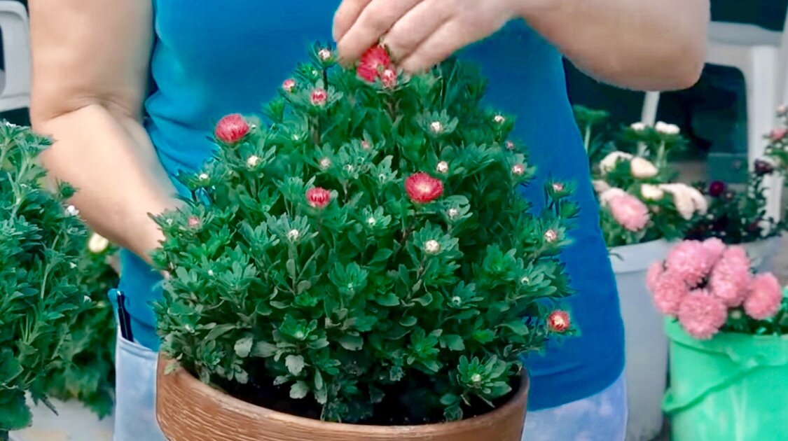 Карликовая астра прекрасно чувствует себя как контейнерная культура