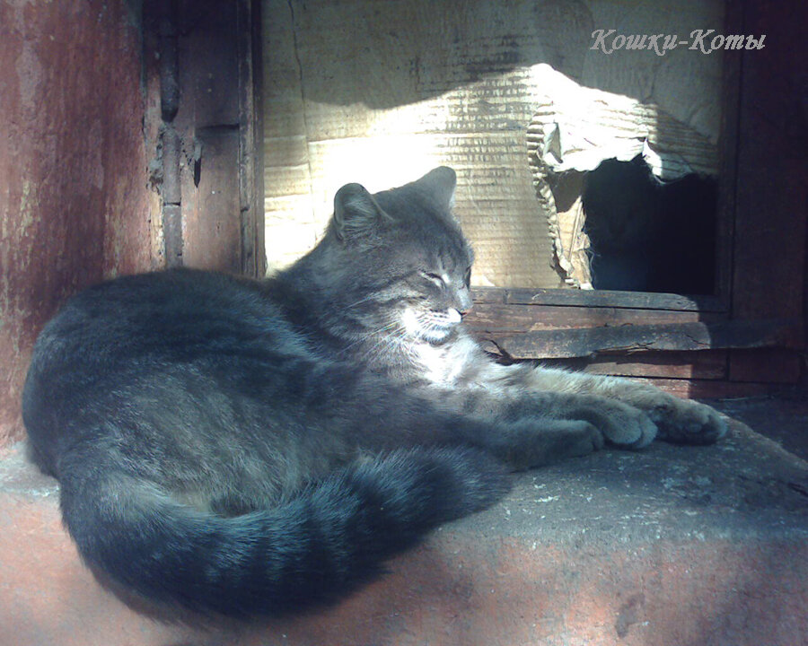 Вот Василий Котофеевич, он документы подписывает.