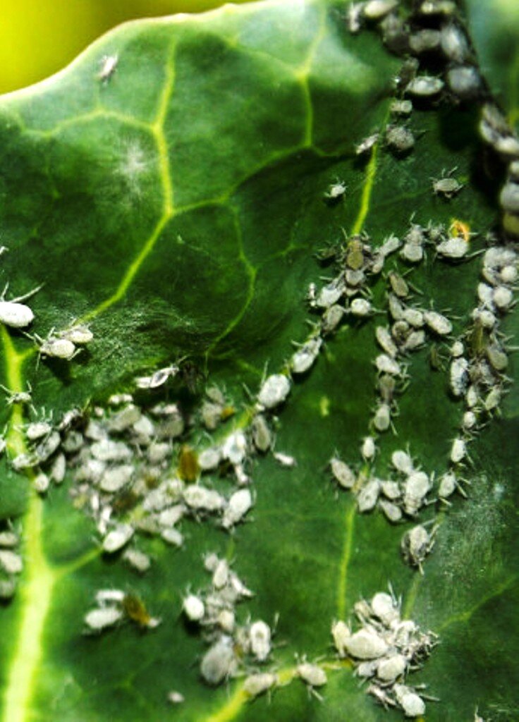 Крошечная капустная тля - не менее грозный вредитель, чем гусеницы. Эти сосущие насекомые заселяют листья и побеги уже ранней весной.
